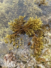 Ericaria mediterranea