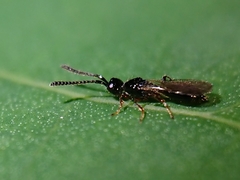 Spilomicrini