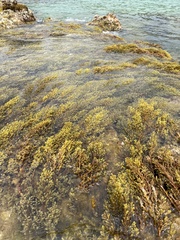 Ericaria mediterranea