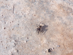 Homoeomma uruguayense