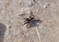 Homoeomma uruguayense