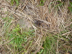 Homoeomma uruguayense