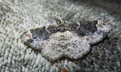 Parapholodes fuliginea