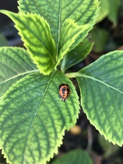 Harmonia axyridis