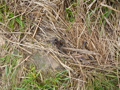 Homoeomma uruguayense