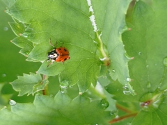 Cryptocephalus cordiger