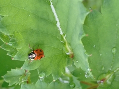 Cryptocephalus cordiger