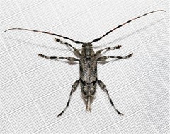 Graphisurus despectus