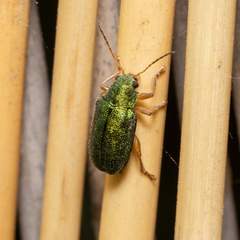 Abiromorphus anceyi