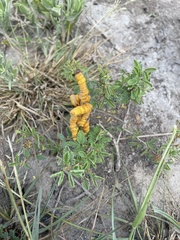 Prosopis reptans