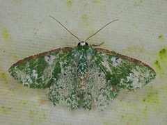 Eucyclodes albisparsa