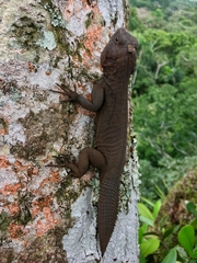 Uracentron flaviceps