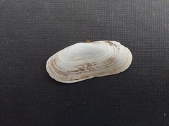 Azorinus chamasolen