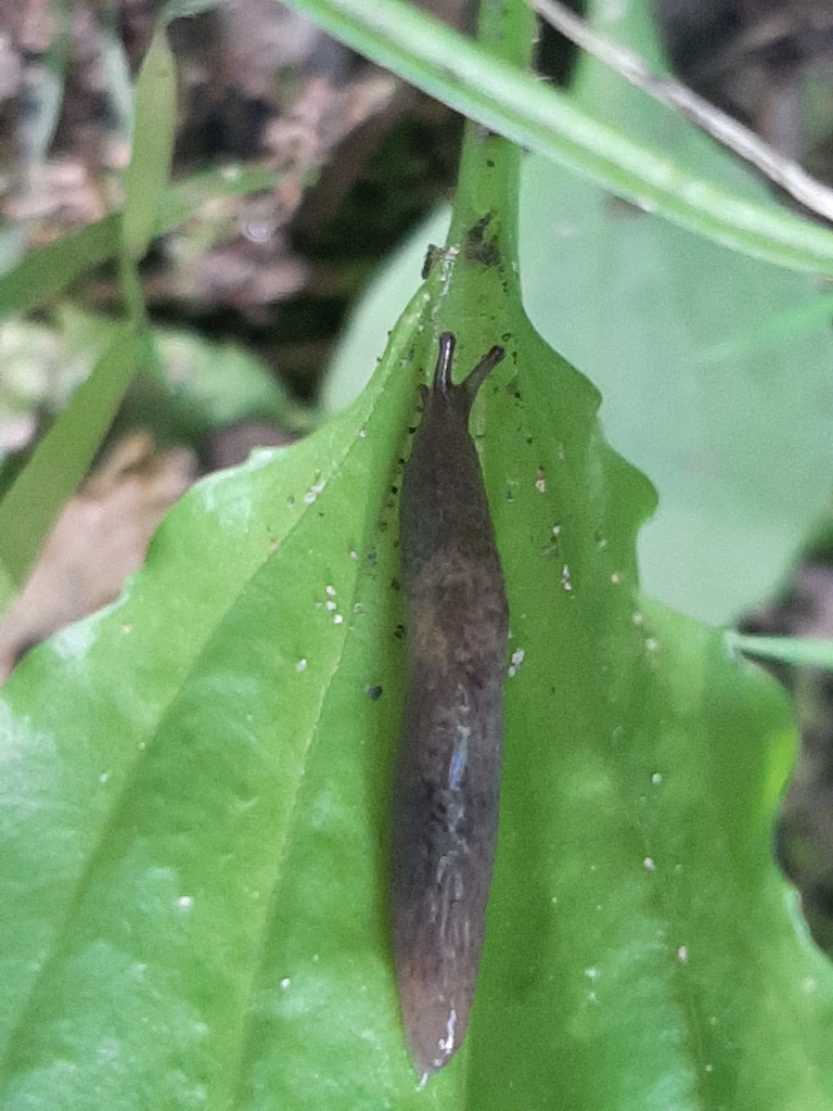 Meadow Slug from Warrensburg, MO 64093, USA on June 4, 2022 at 1019 AM