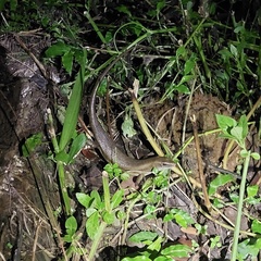 Eutropis multifasciata