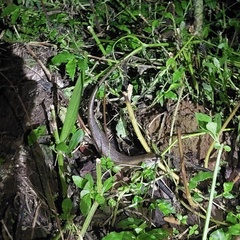 Eutropis multifasciata