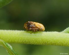 Clastoptera achatina