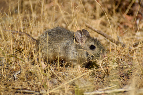 Bunny Rat