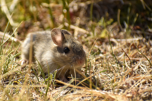 Hairy-soled Conyrat