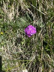 Primula farinosa