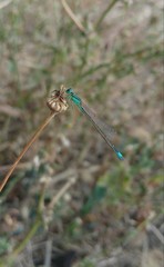 Ischnura elegans elegans