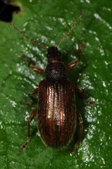 Phyllobius oblongus