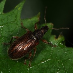 Phyllobius oblongus