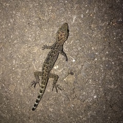 Cyrtodactylus marmoratus