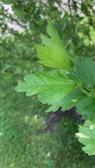 Hibiscus syriacus