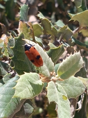 Clytra quadripunctata