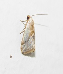 Micrathetis
