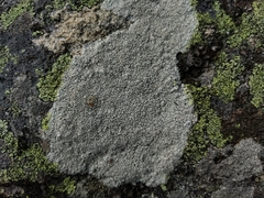 Pertusaria corallina