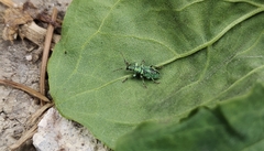 Phyllobius maculicornis