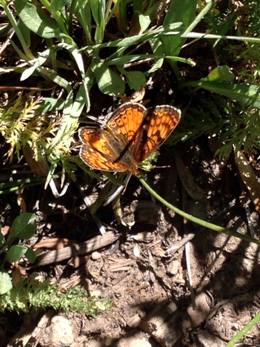 iNaturalist observation photo of Phyciodes pulchella montana
