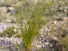 Bobartia longicyma