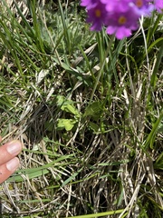 Primula farinosa