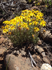 Eriophyllum lanatum integrifolium