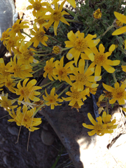 Eriophyllum lanatum integrifolium