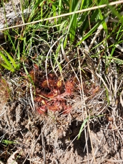 Drosera rotundifolia