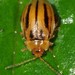 Belly-banded Flea Beetle - Photo (c) Jason M Crockwell, some rights reserved (CC BY-NC-ND), uploaded by Jason M Crockwell