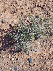 Hermannia coccocarpa