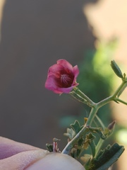 Hermannia coccocarpa