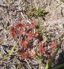 Drosera rotundifolia