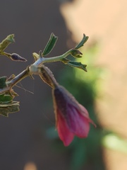 Hermannia coccocarpa