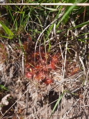Drosera rotundifolia