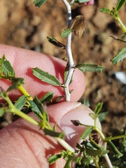 Hermannia coccocarpa