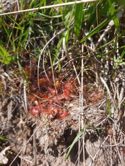 Drosera rotundifolia