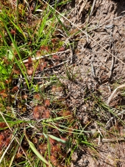 Drosera rotundifolia