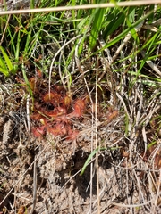Drosera rotundifolia