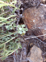 Eriophyllum lanatum integrifolium